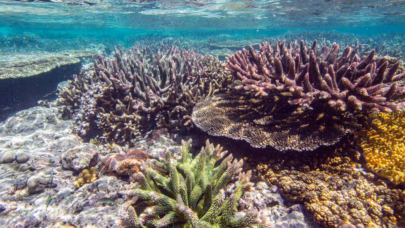 Diving Halmahera Weda coral diversity credit Nicole-Helgason