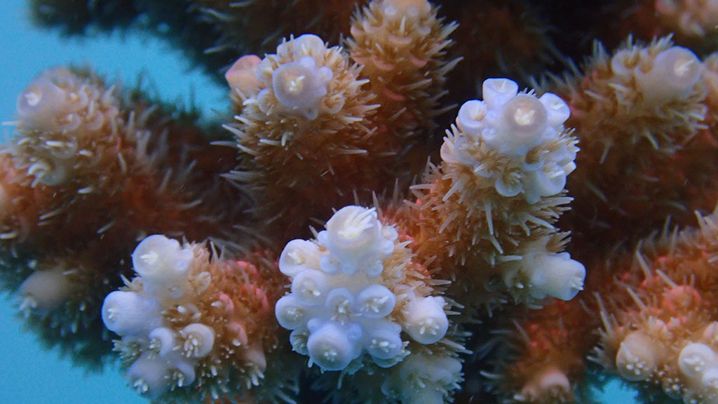 Reef Restoration Foundation coral tree polyp