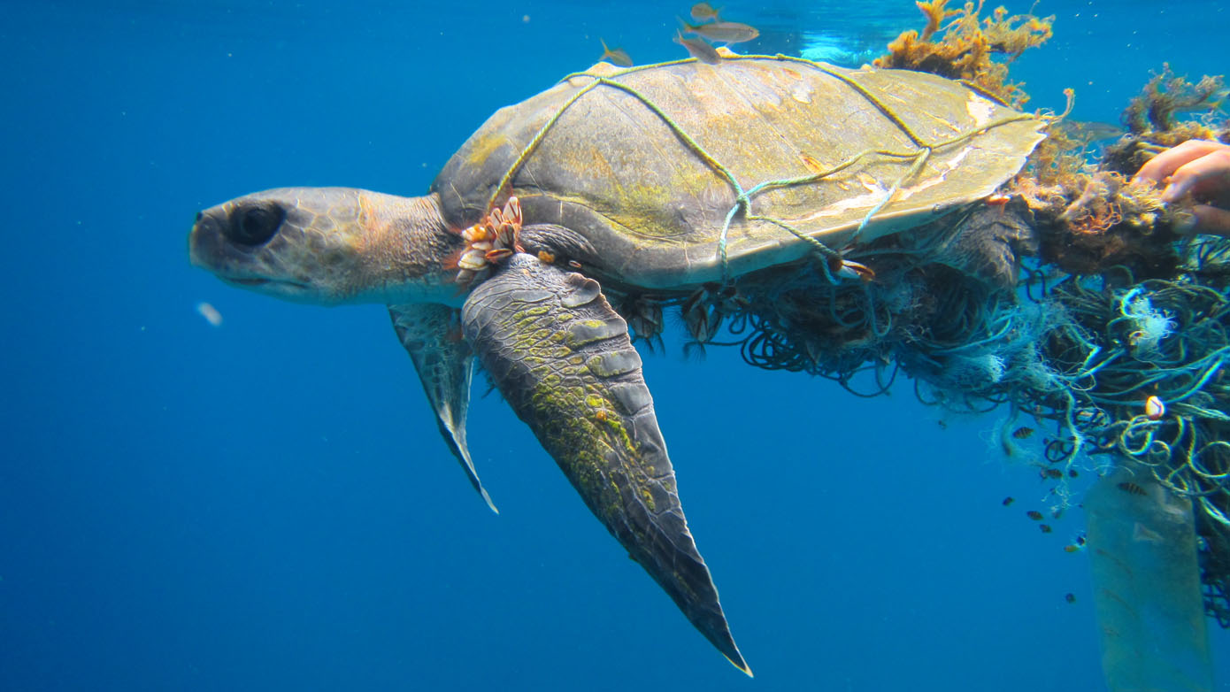 Maldives Olive Ridley Project Claire Petros turtle caught in ghost net_4149