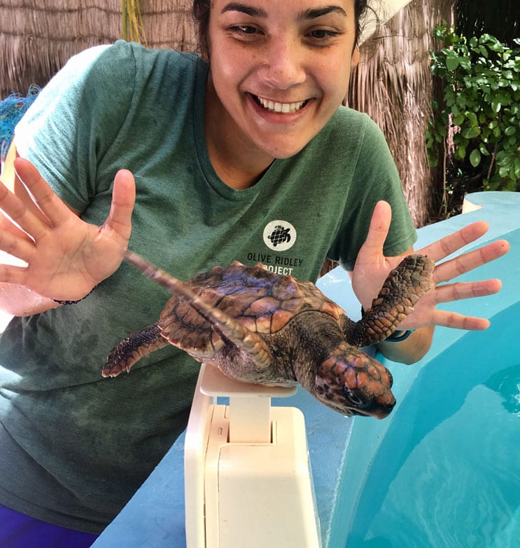 Maldives Olive Ridley Project Claire Petros with turtle_0160