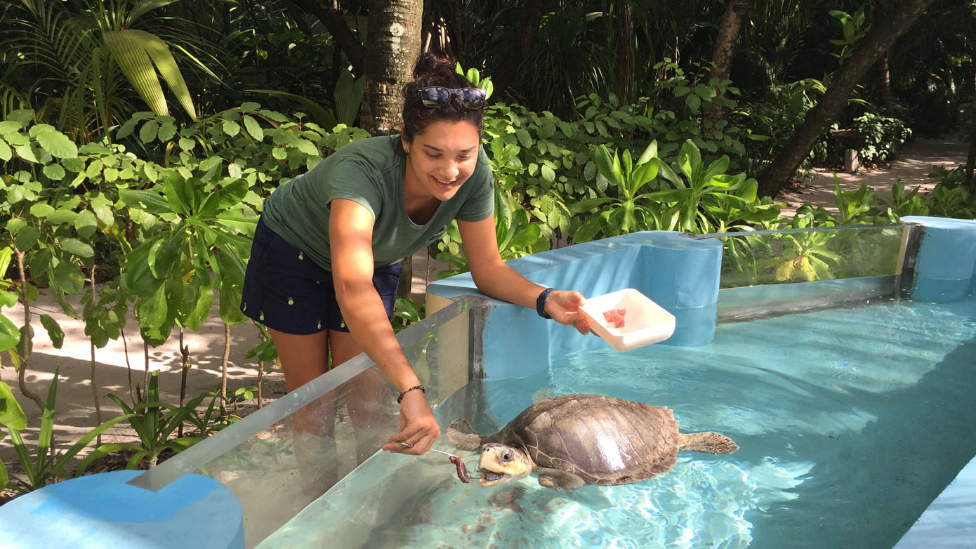 Maldives Olive Ridley Project Claire Petros with turtle_3085