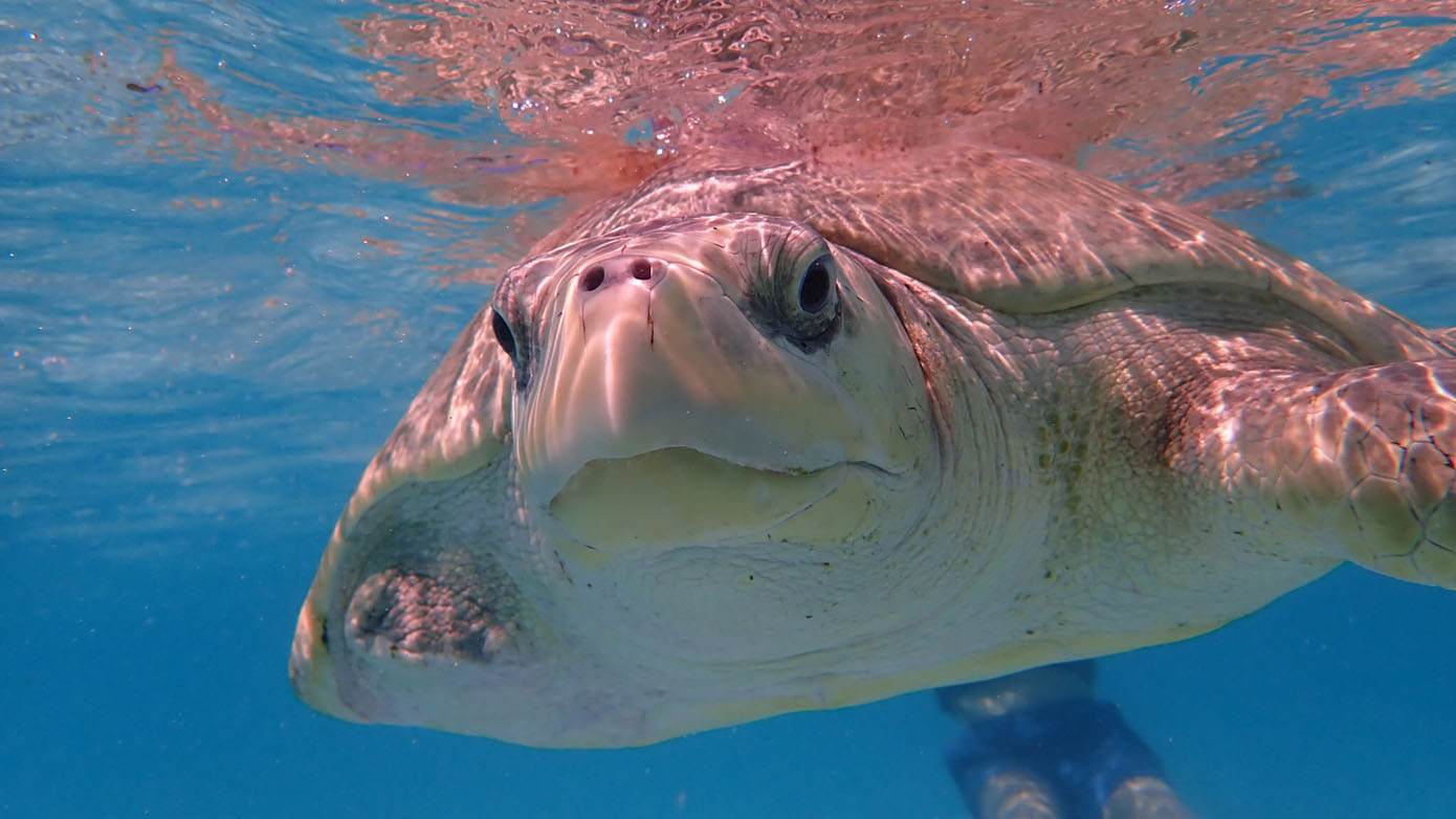 Maldives-Olive-Ridley-Project-injured-turtle_7597