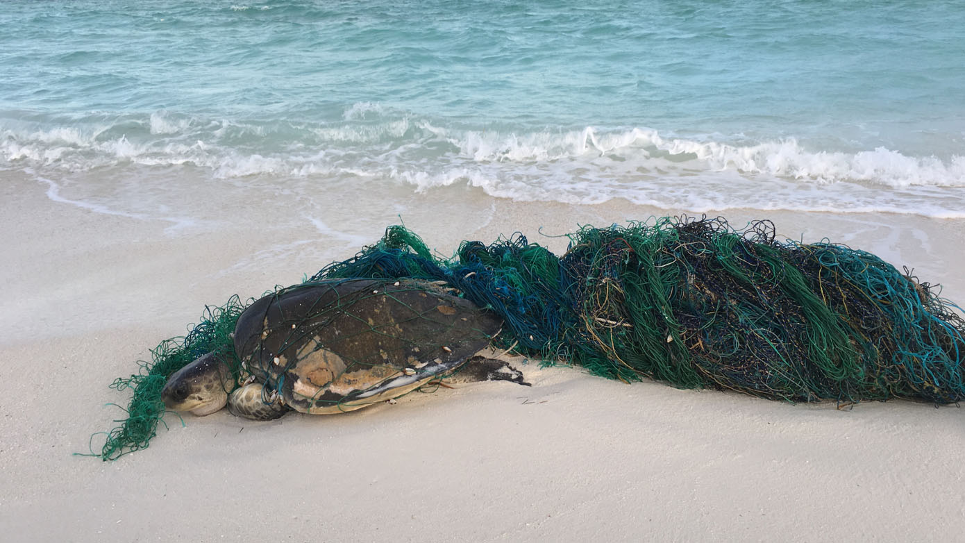 Maldives Olive Ridley Project turtle caught in ghost net_9386