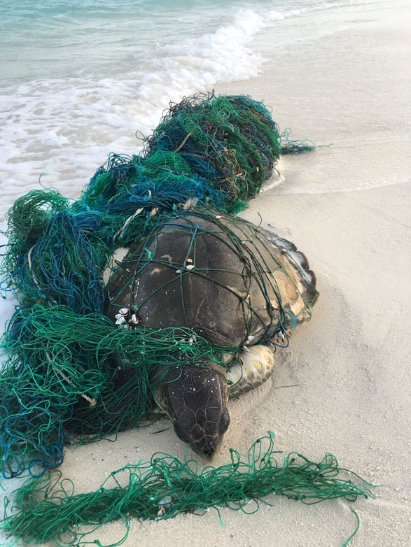 Biologist and veterinarian Dr Claire Petros explains why we need hospitals, not hatcheries to save the world’s dwindling population of sea turtles.