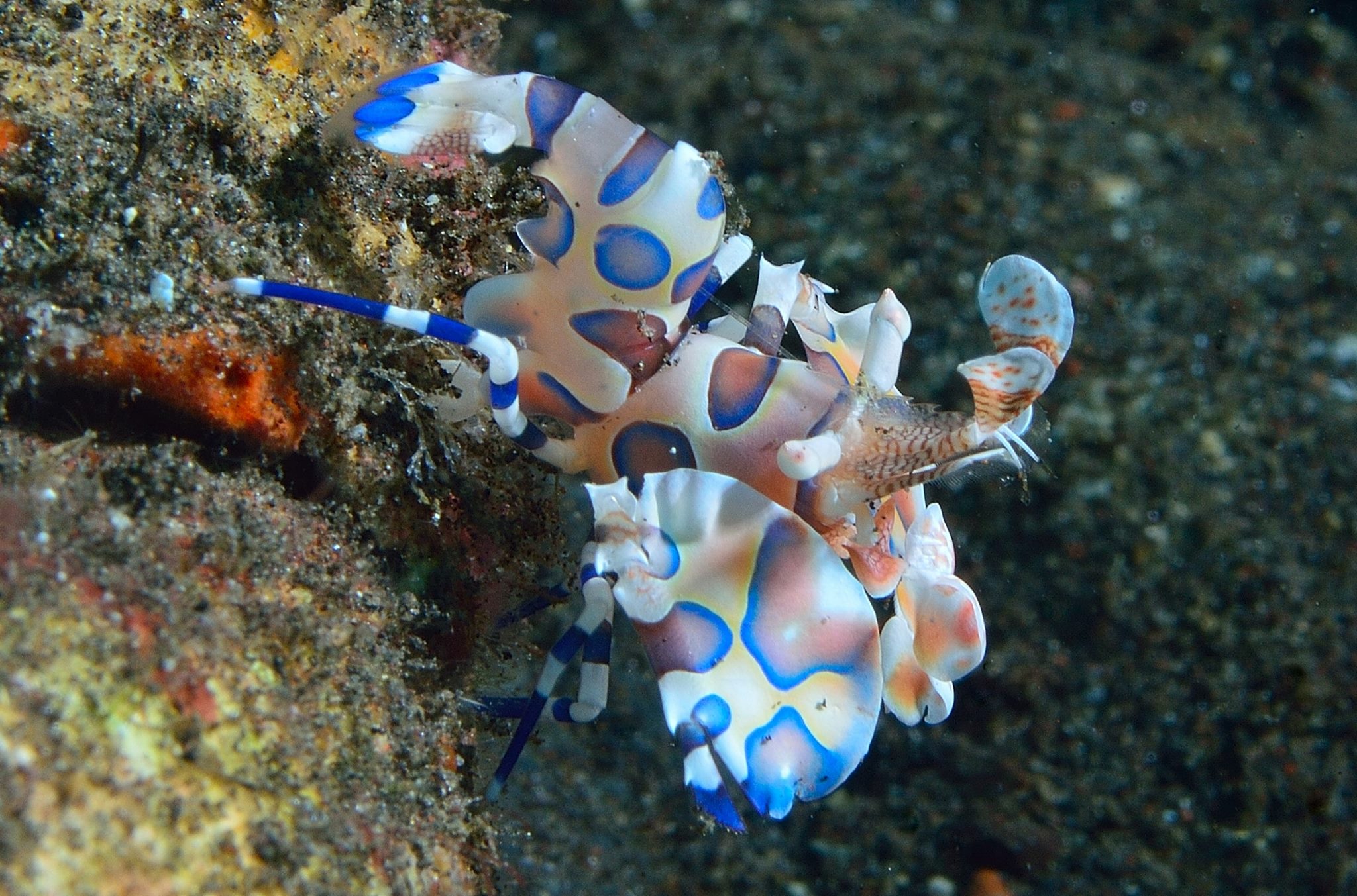 Popcorn Shrimp Bali by Craig Taylor