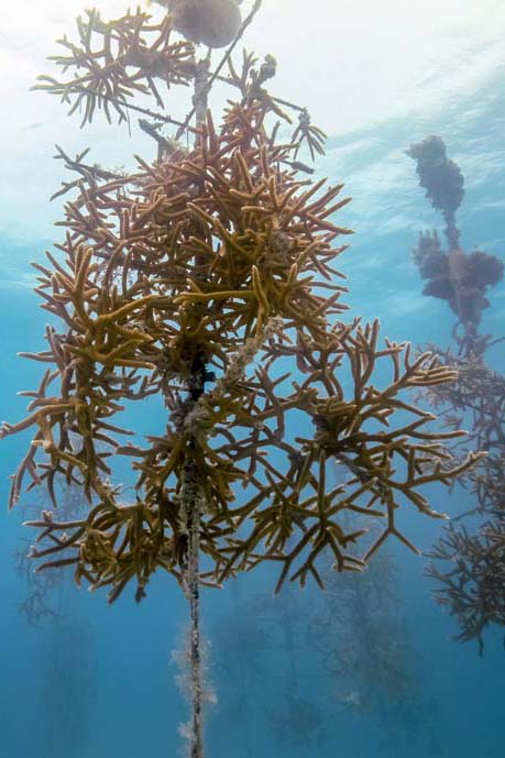 This Christmas choose a coral tree to celebrate and help save the Great Barrier Reef. As part of the Reef Restoration Foundation’s Coral Crusaders campaign, coral can be adopted for $50 at Australia’s first ocean-based coral nursery at Fitzroy Island near Cairns.
