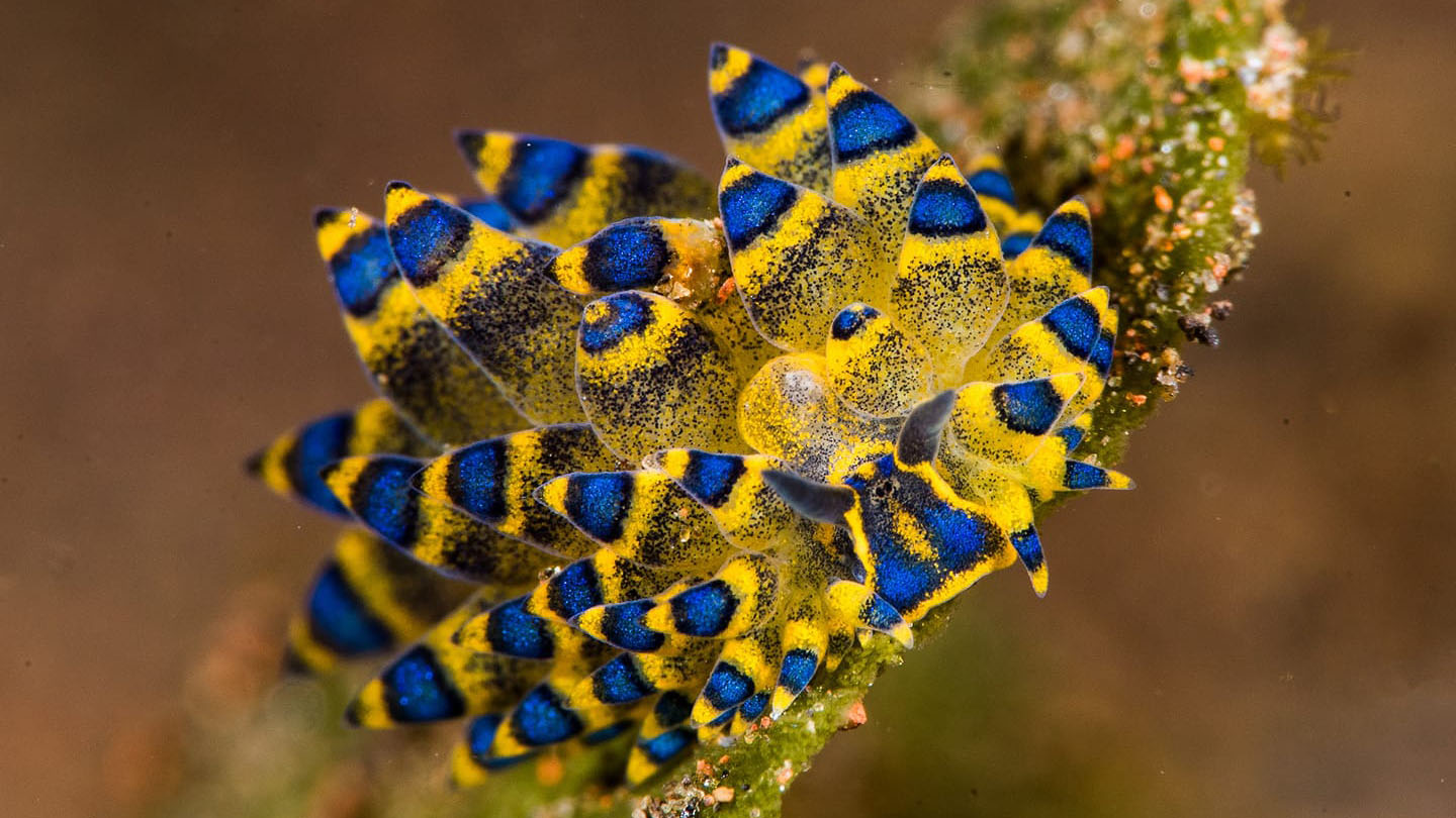 Shaun the sheep nudibranch