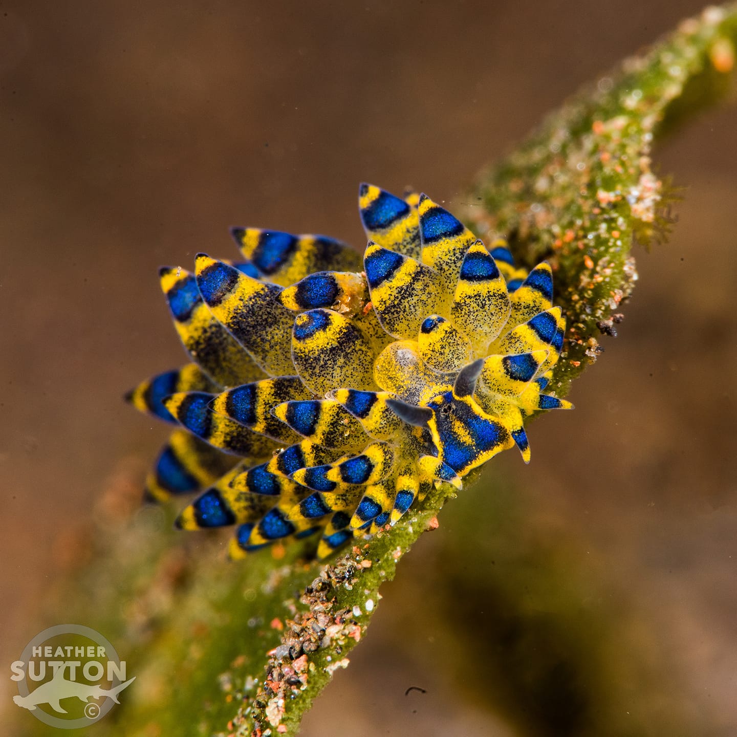 From the macro wonders of Amed to Mantas and Mola Mola of Nusa Penida & USAT Liberty Wreck. 5 Reasons to choose Bali as your next dive holiday destination.
