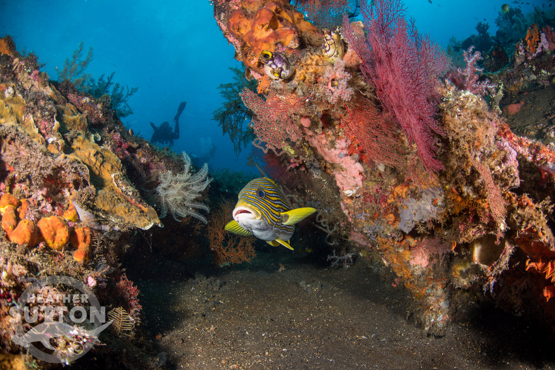 Tulamben USAT Liberty Wreck Bali by Heather Sutton