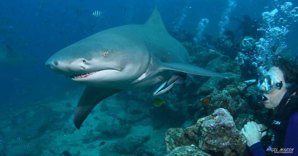 Beqa sharks aqua trek opengraph