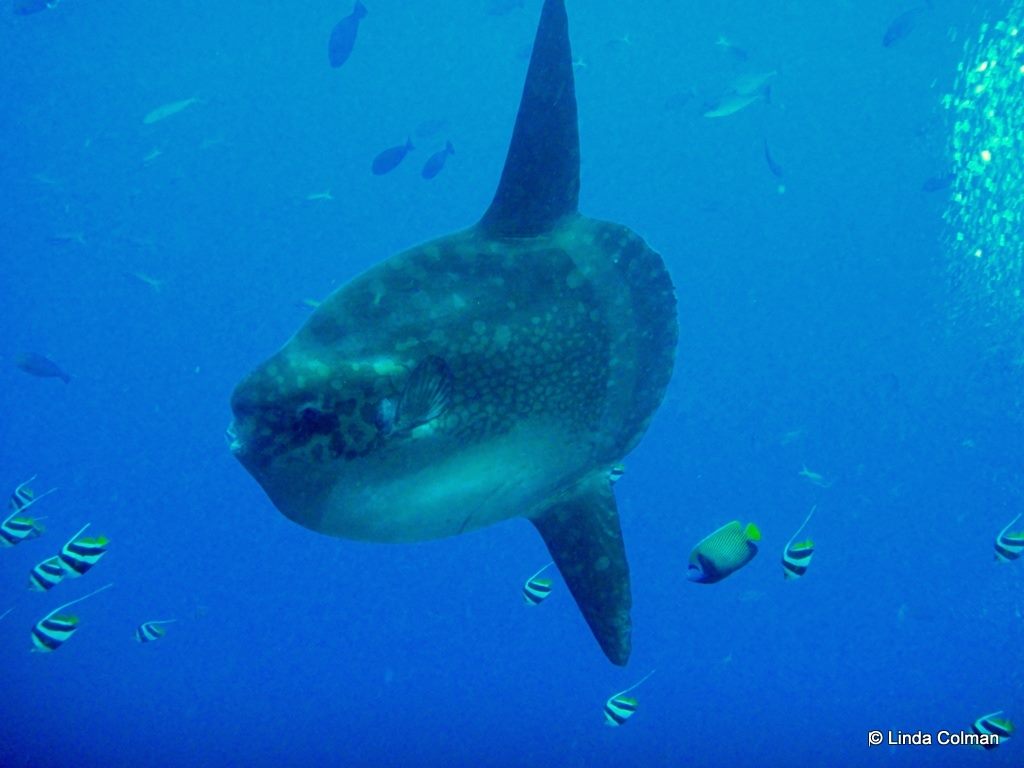 mola mola Crystal Bay Nusa Penida Bali by Linda Coleman