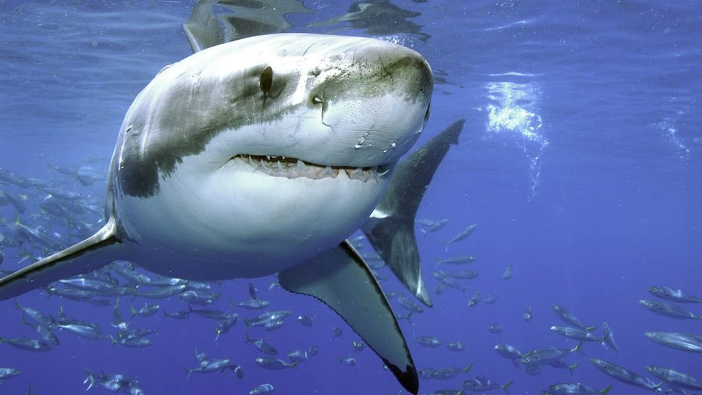 Solmar V classic liveaboard Socorro & Guadalupe Islands-shark