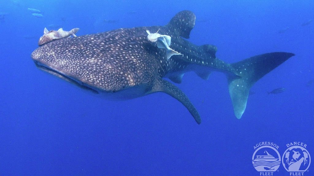 Galapagos aggressor liveaboard galapagos islands whale shark