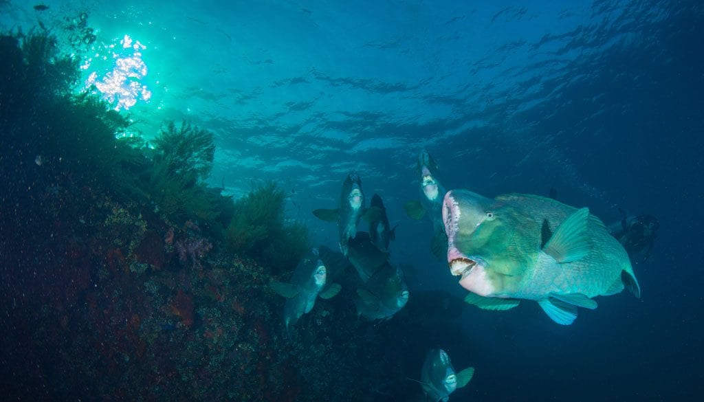 Diving Bali Tulamben Bay USAT Liberty wreck credit Pete McGee