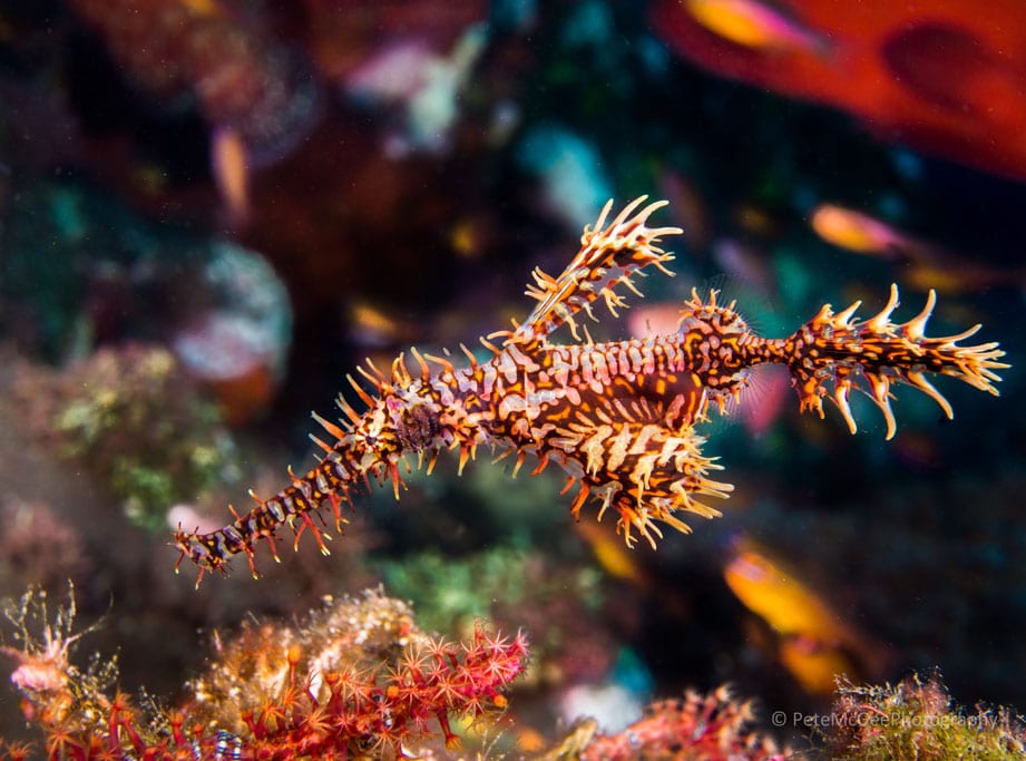 Diving Bali Tulamben Bay USAT Liberty wreck credit Pete McGee