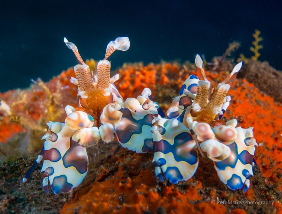 Diving Bali Tulamben Bay USAT Liberty wreck credit Pete McGee