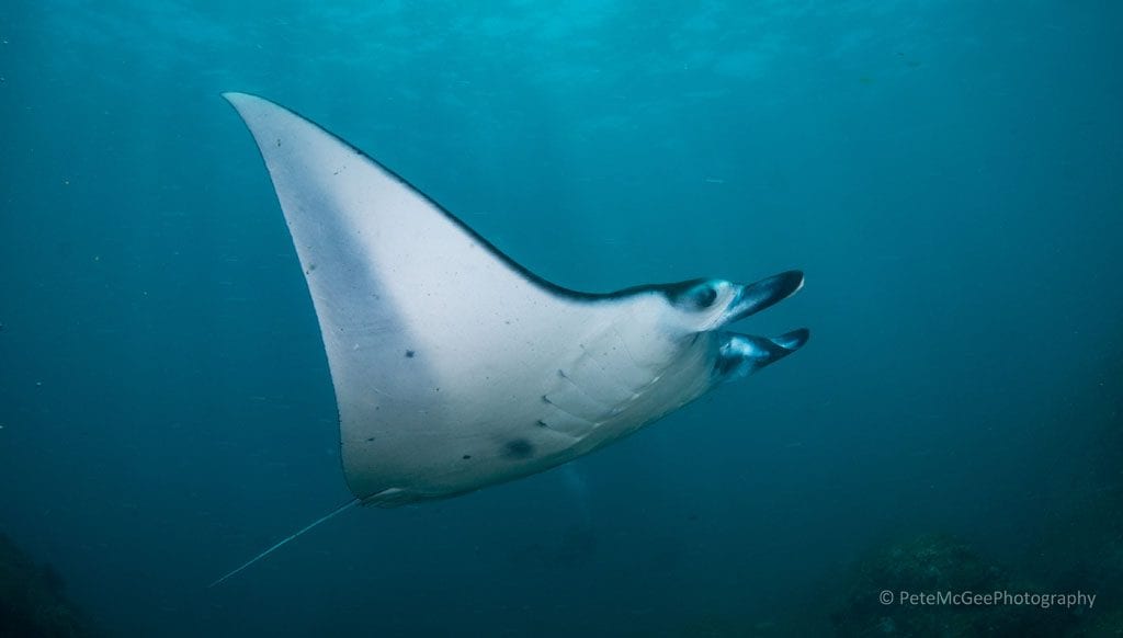 Diving Bali Nusa Penida Manta Point credit Pete McGee