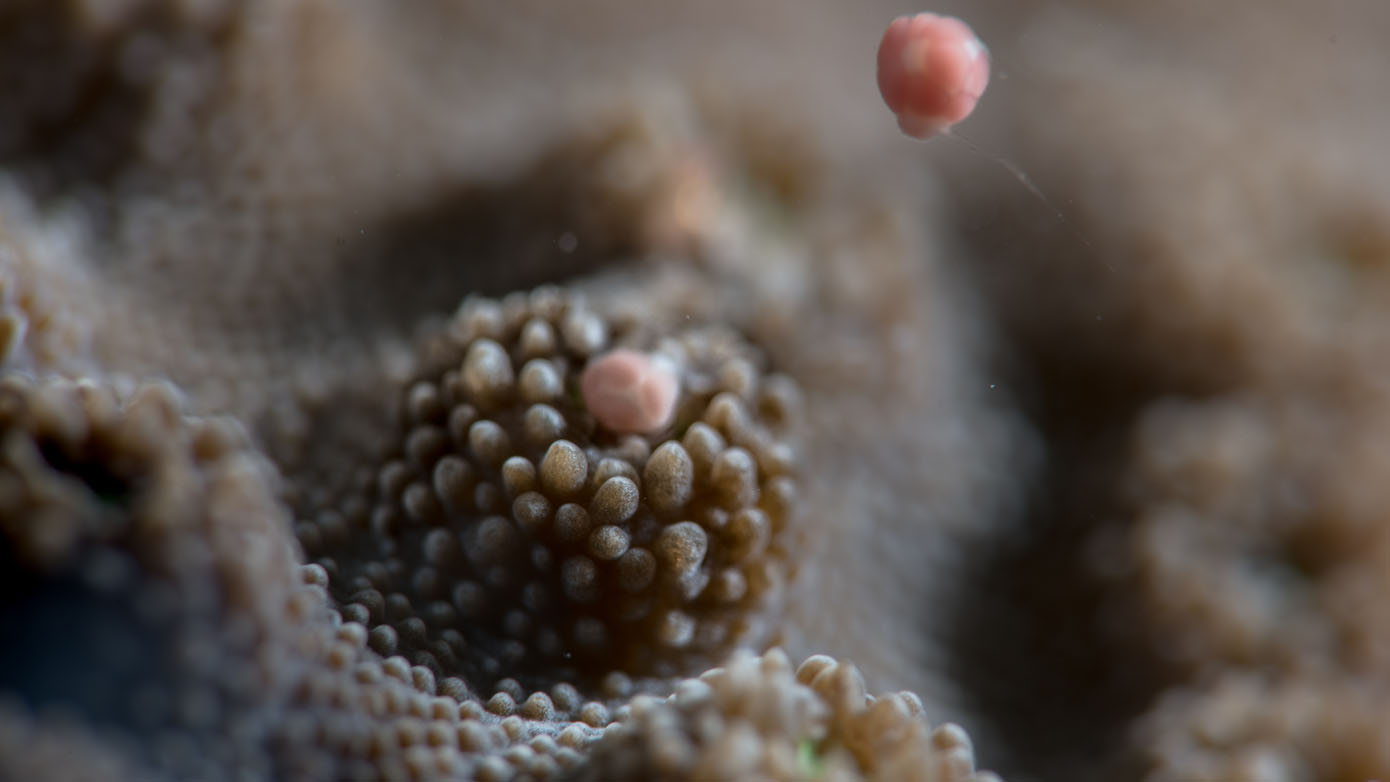 Great barrier reef coral spawning event pm