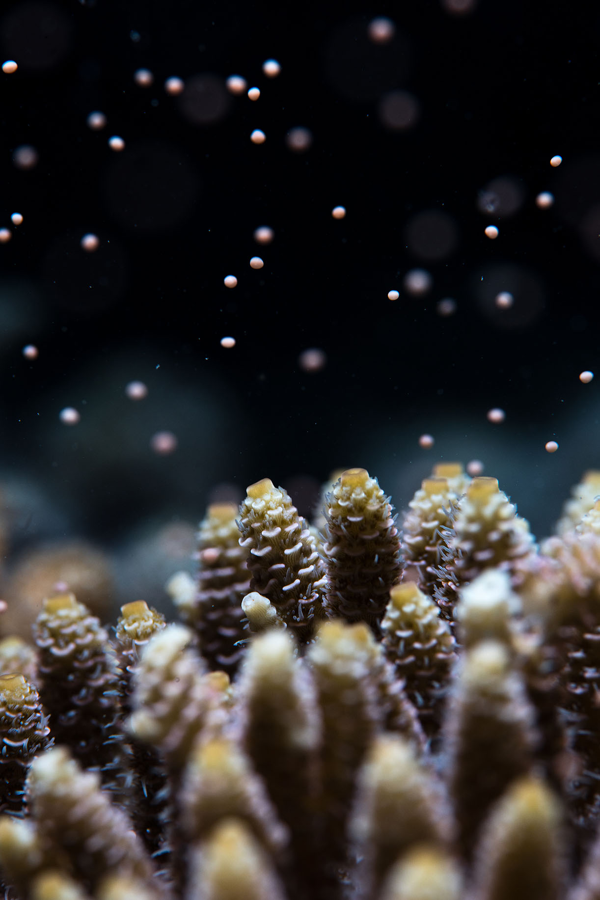 The world’s biggest coral orgy has marine scientists dancing for joy as they monitor the 2018 Great Barrier Reef coral spawning event. Image: Leonard Lim