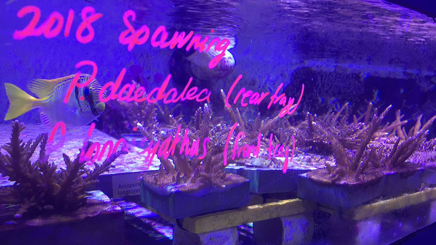 2018 Great Barrier Reef Coral Spawning Event SEASIM tank_3970