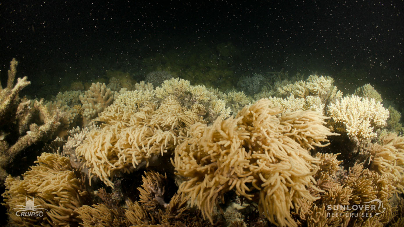 2018 Great Barrier Reef Coral Spawning Event-SJI-Sunlover-005