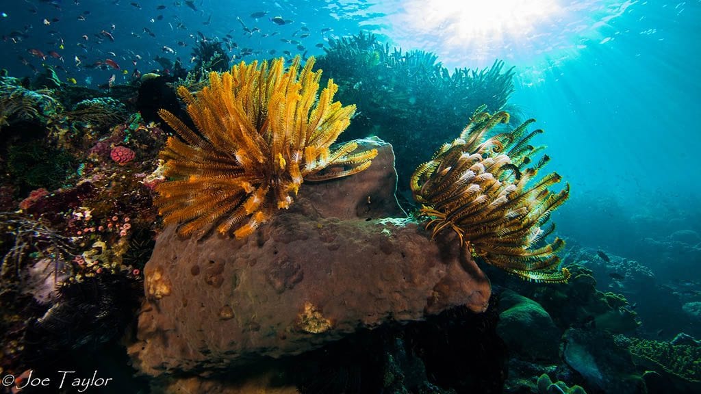 La Galigo Raja Ampat, Labuan Bajo, Ambon, Maumere-Reef