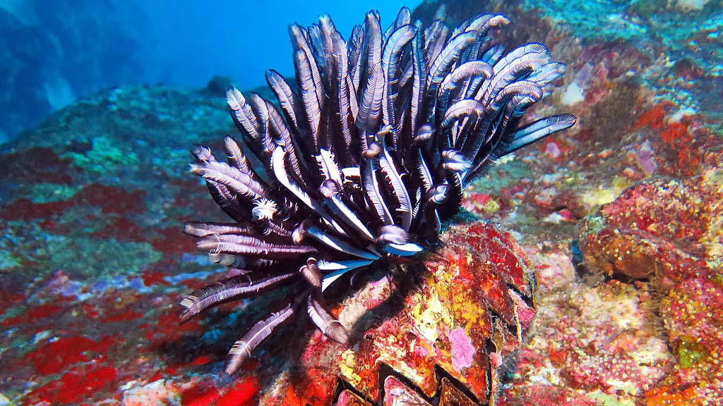 Sea Bees Liveaboard Genesis offers 3D/2N dive trips to the Similan Islands, Koh Bon and the famous Richelieu Rock from Khao Lak