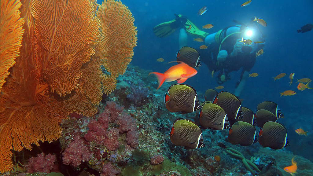 Diving similan islands surin islands thailand white collars and photographer aboard Sea bees liveaboard