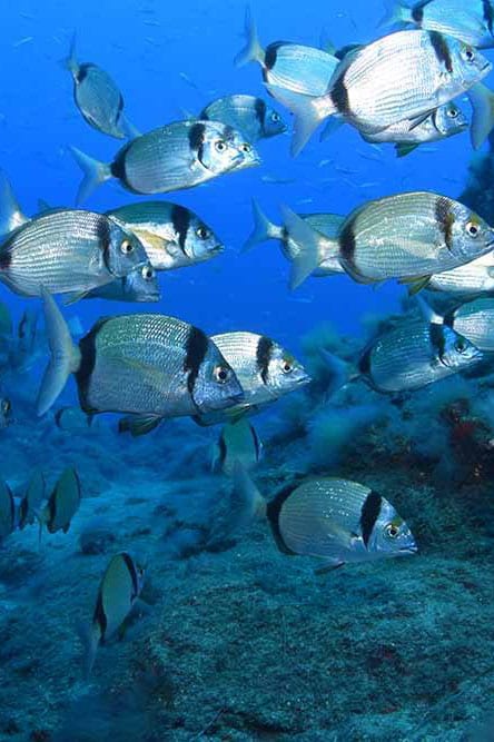 Diving Canary Islands. Off the coast of northern Africa this popular European holiday spot is surrounded by rocky reefs & home to a rich variety of unique Atlantic Ocean marine life.