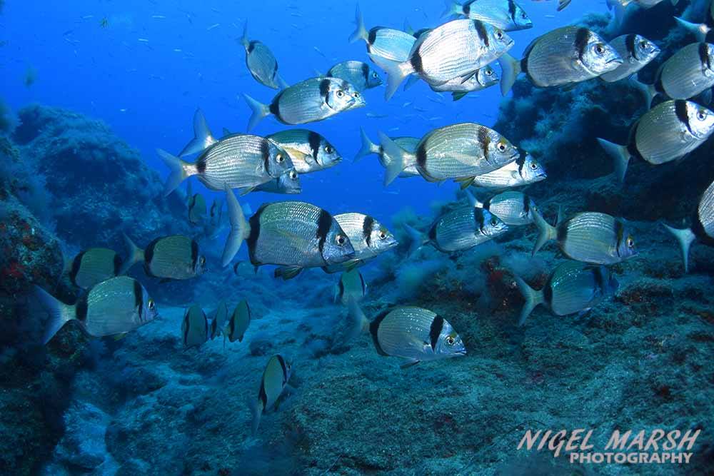 Diving Canary Islands Two-banded bream Gran Canaria, Spain.