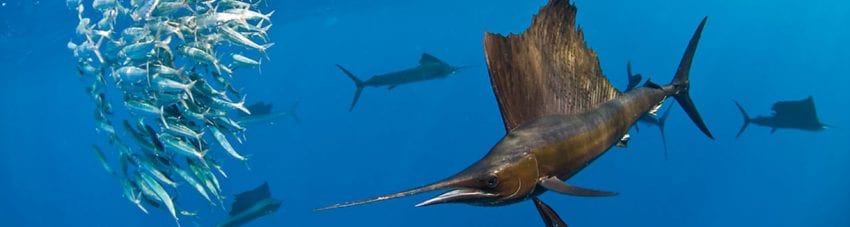 Diving cancun yucatan dive trek sailfish banner