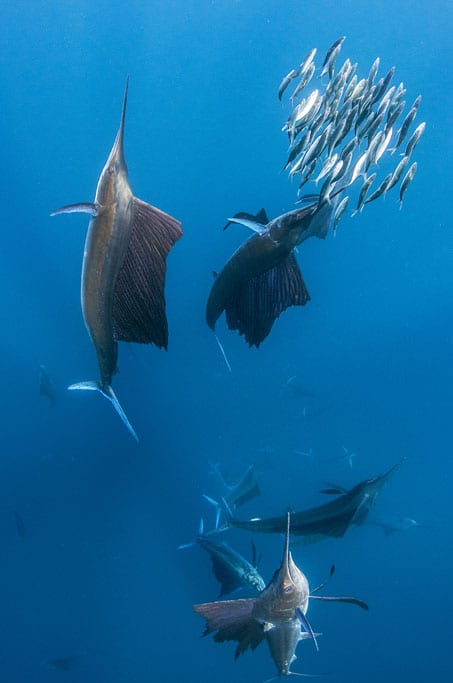 Best Diving Holiday Destinations for 2019, from the pelagic action of the Maldives to the mystical subterranean vistas of Mexico's Cenotes.