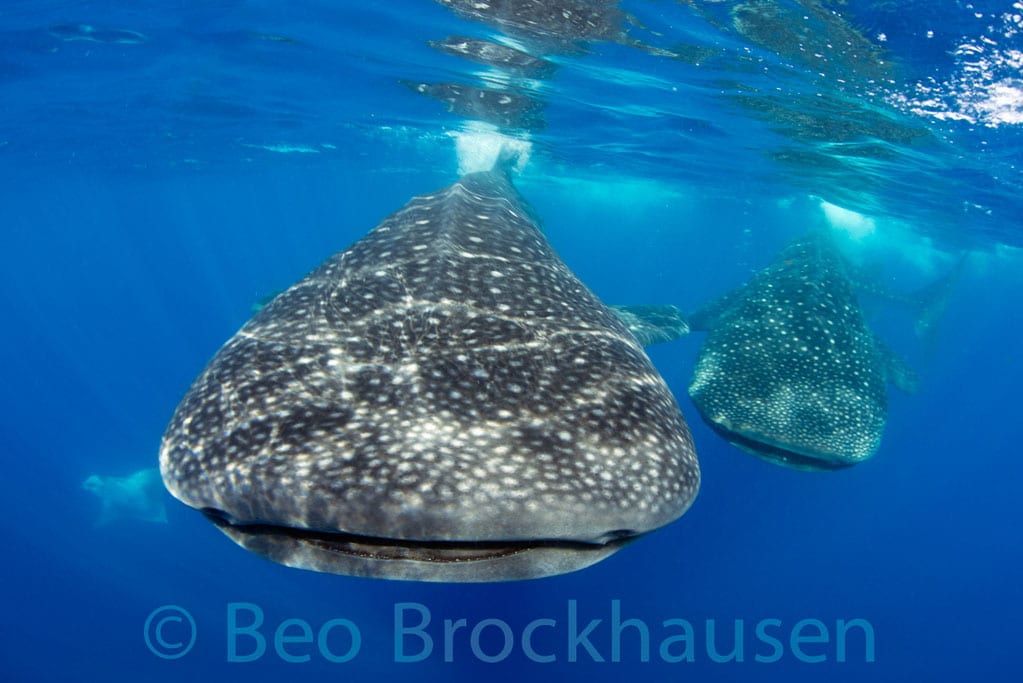 Diving Cancun Yucatan Dive Trek whale shark_0716