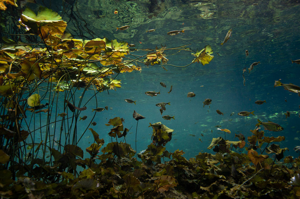 Diving Cenotes-Caverns-Cavern-Nicte-Ha_2271