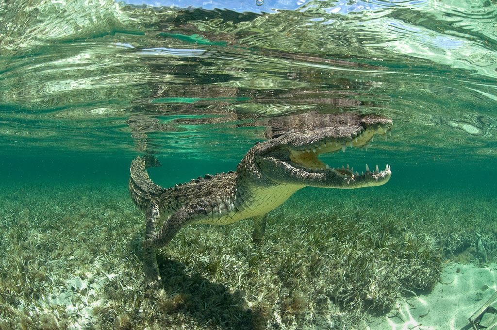 Diving Chinchorro Yucatan Dive Trek crocodile_0613
