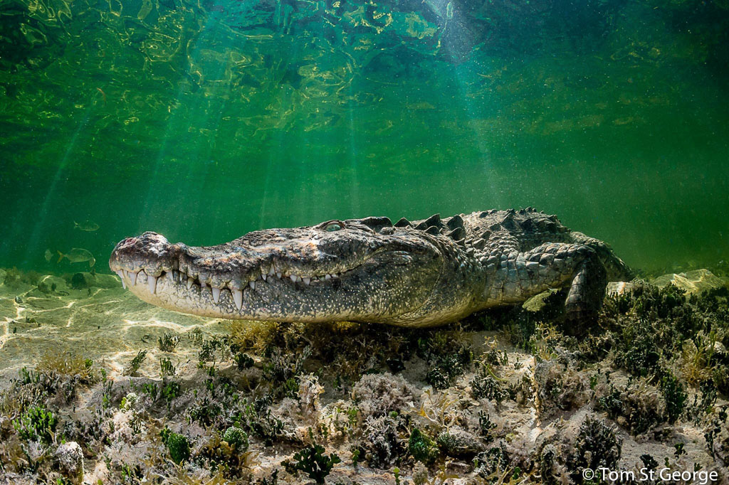 Diving Chinchorro Yucatan Dive Trek crocodile_0616