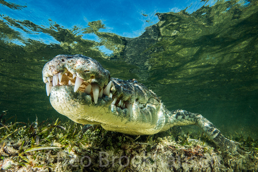 Diving Chinchorro Yucatan Dive Trek crocodile_0716