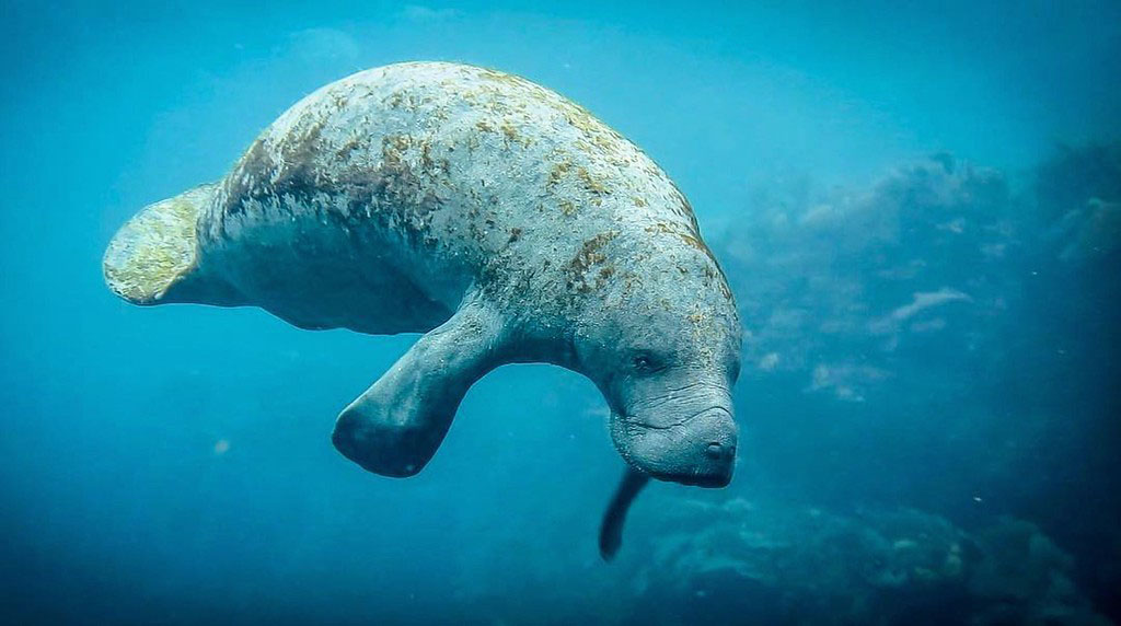 Diving Chinchorro Yucatan Dive Trek Manatee 2878