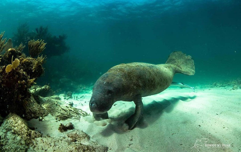 Diving Chinchorro Yucatan Dive Trek manatee_1869