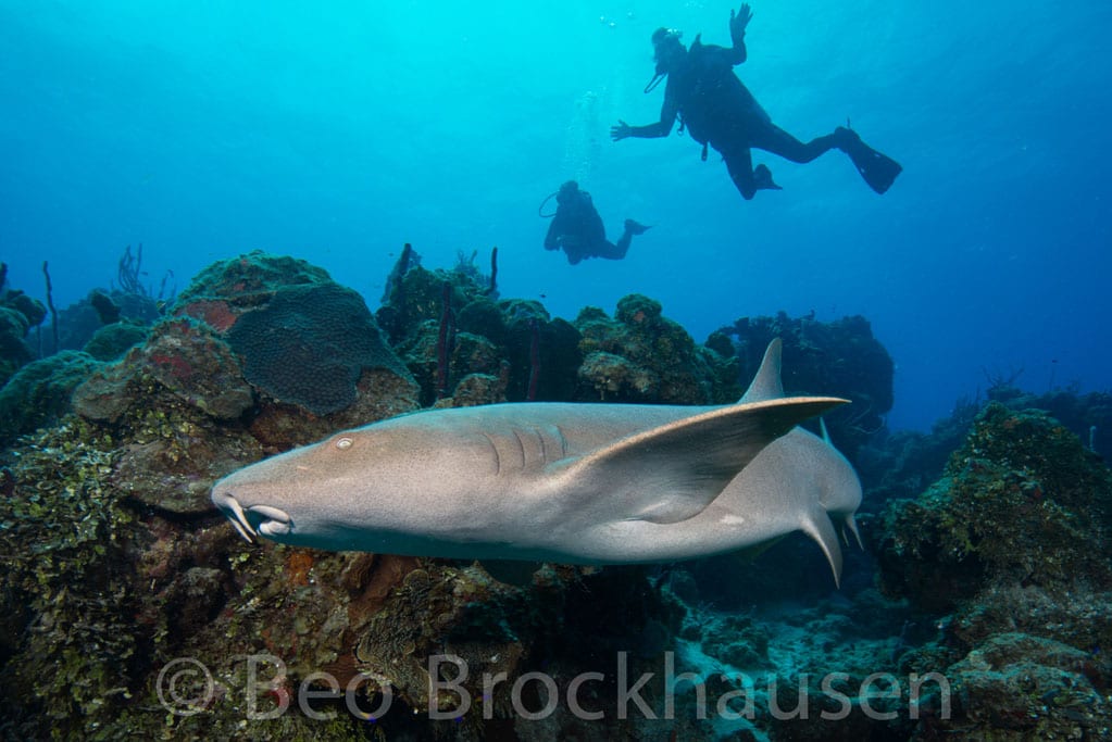 Diving Chinchorro Yucatan Dive Trek nurse shark_0716