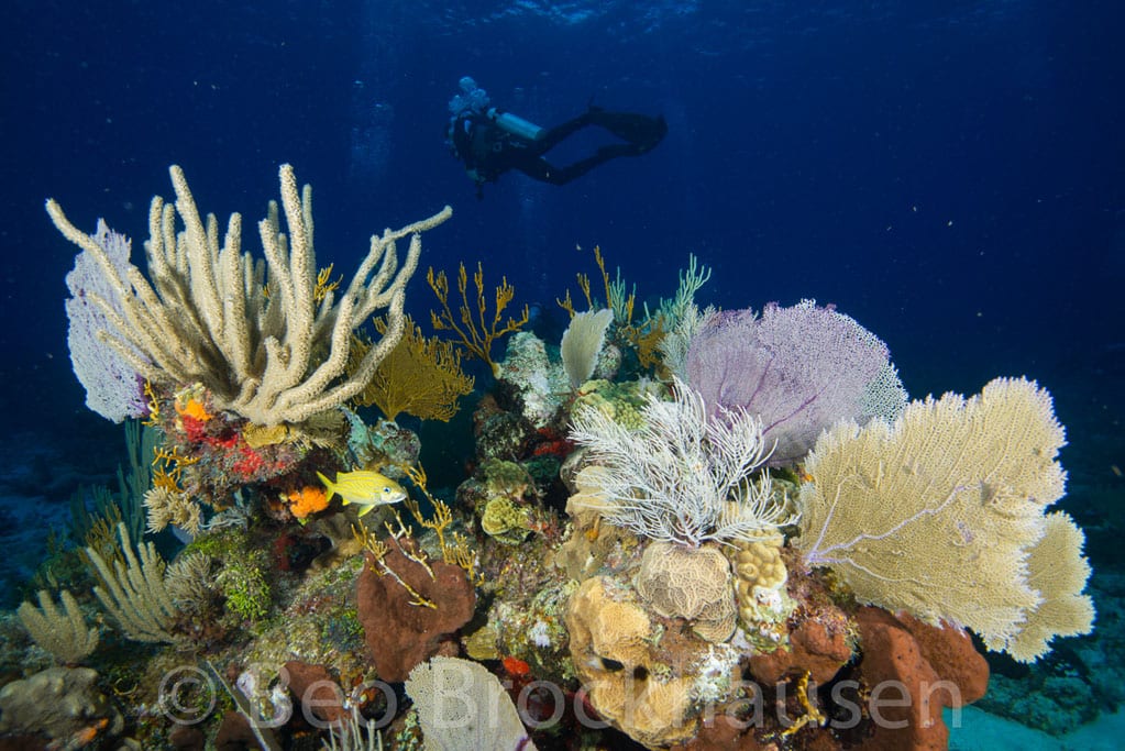 Diving Chinchorro Yucatan Dive Trek soft corals_0716