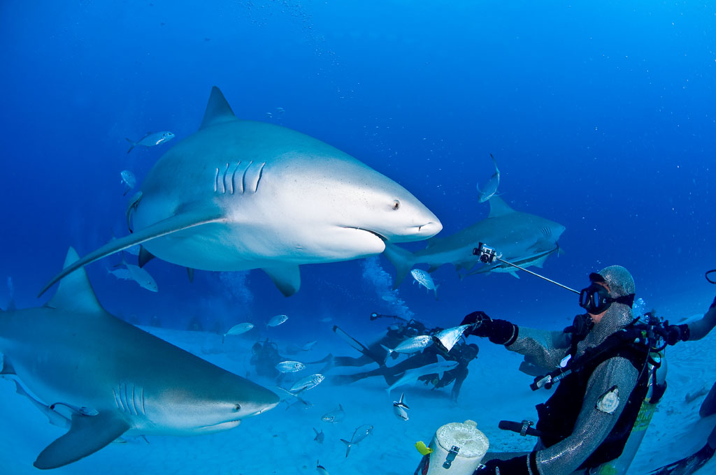 Diving Cozumel Yucatan Dive Trek bull shark-0211