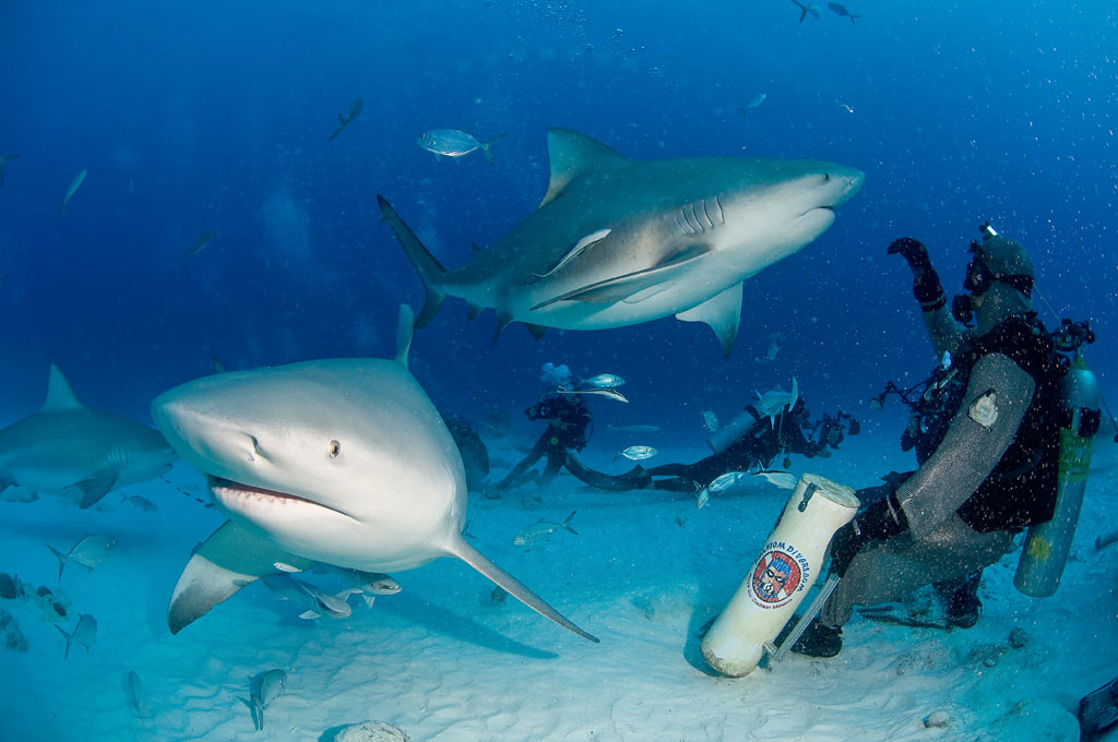 Diving Cozumel Yucatan Dive Trek bull shark_0211