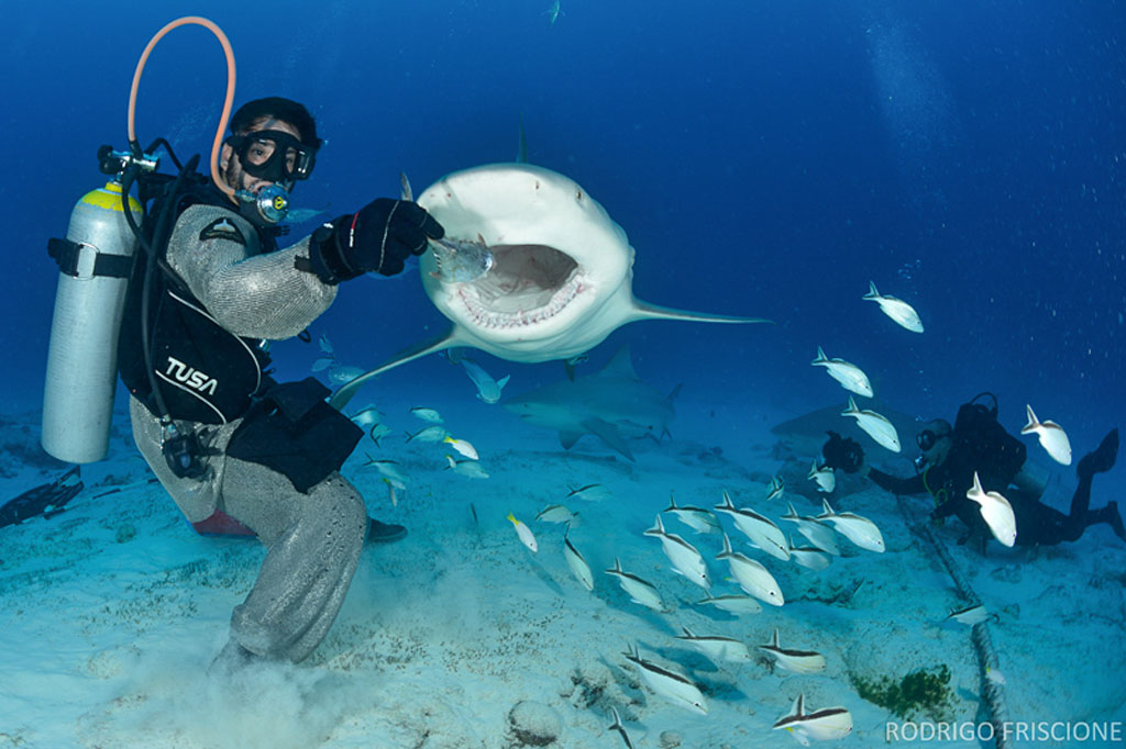 Diving Cozumel Yucatan Dive Trek bullshark_1113