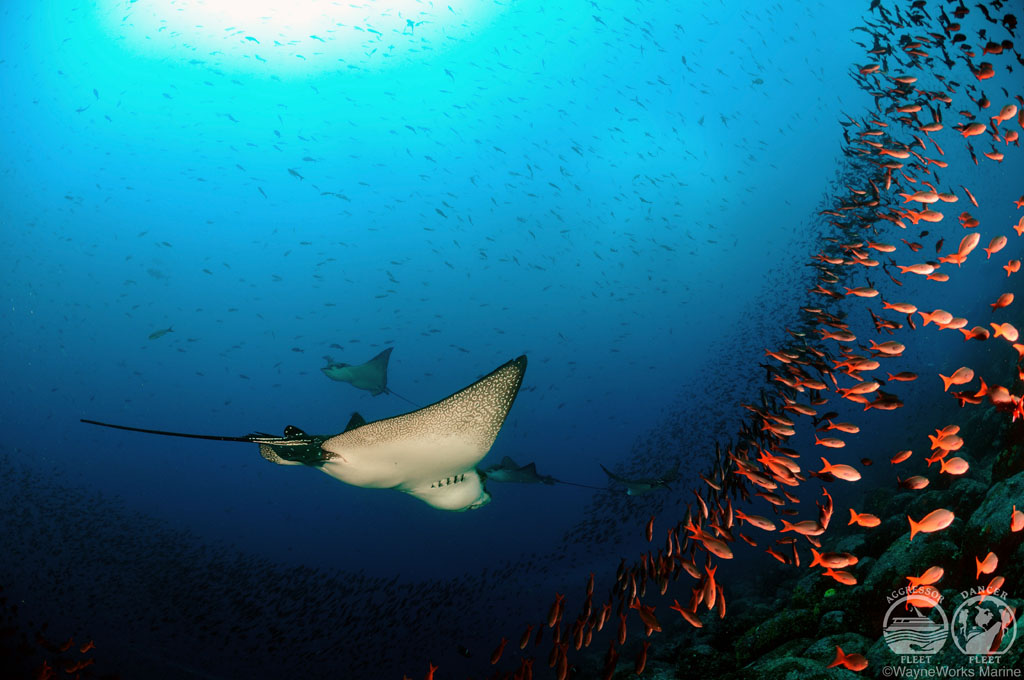 Diving Galapagos Ray credit Galapagos Aggressor