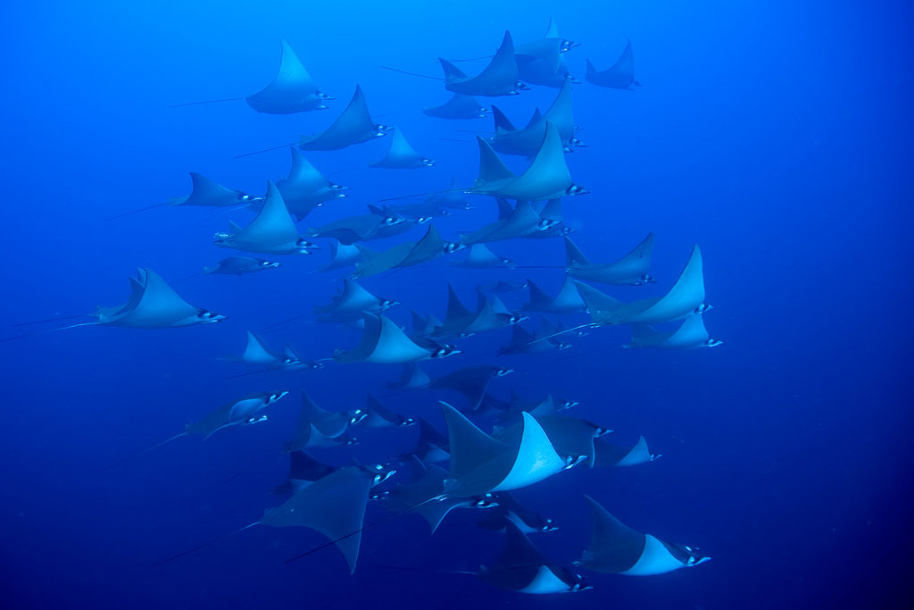 Diving Galapagos Schooling Manta Rays credit Galapagos Sky