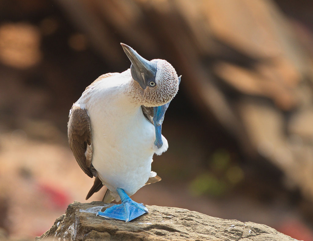 Diving Galapagos blue footed booby shutterstock_1014483322