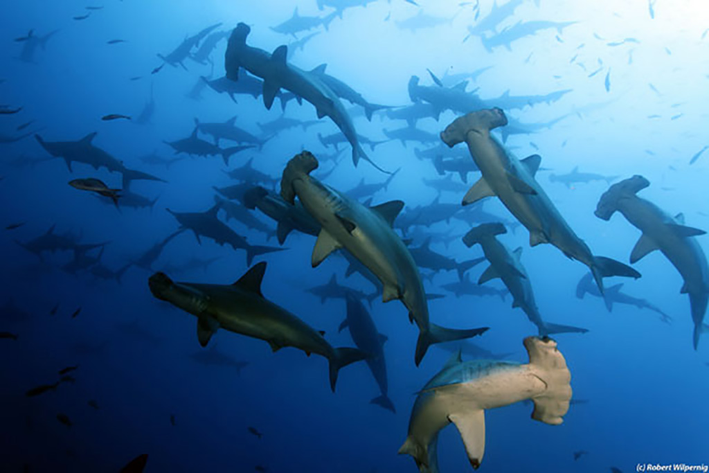 Diving Galapagos hammerheads credit Galapagos Master