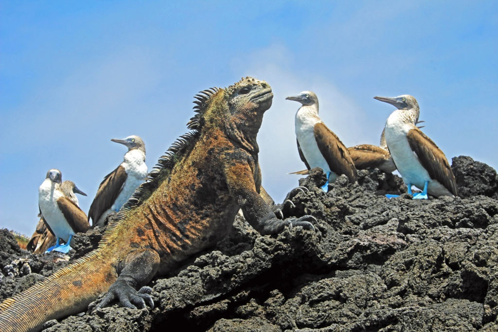 Diving Galapagos iguana boobies shutterstock_778677136