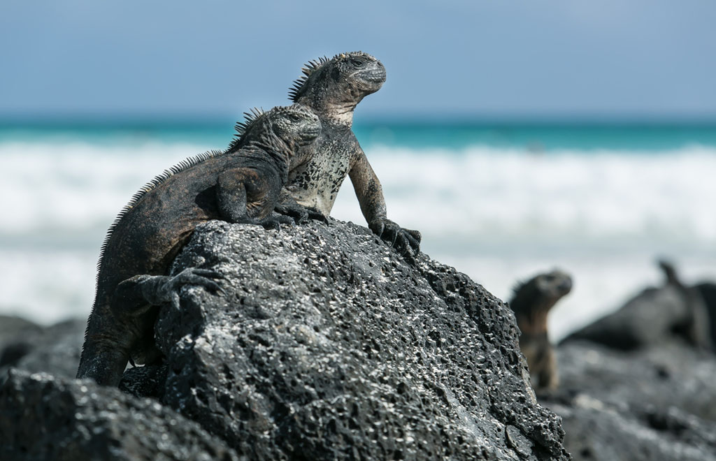 Diving Galapagos iguana shutterstock_581665690